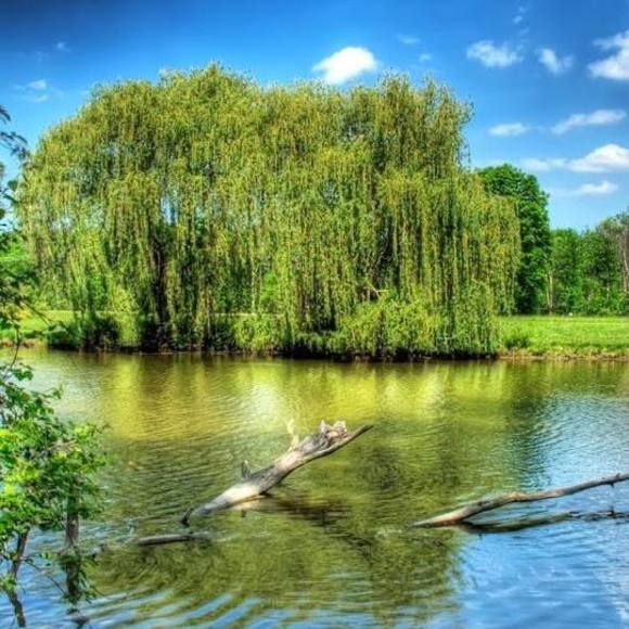 Meet your Posher, Han - Picture 1 of 1